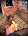 Cuando un mono no tiene hambre, no tiene hambre !