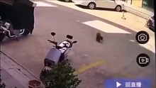 Un fraude al seguro realizado por un perro callejero !