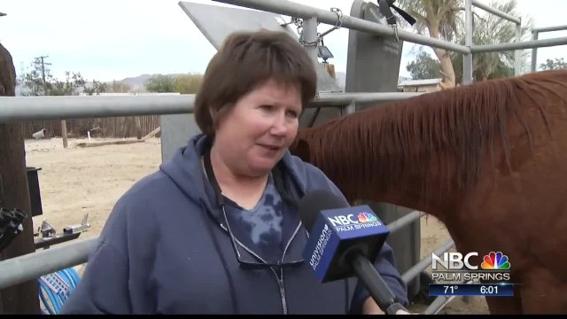 Animal Control Takes Custody Of Animals After Horse Is Found Dead In Mecca Home