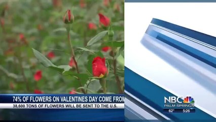 Lauren VO DAY FLOWERS TESLA DOG MODE