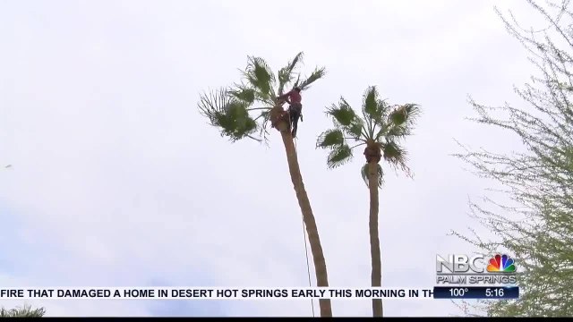 The Daily Risks Faced by Palm Tree Trimmers