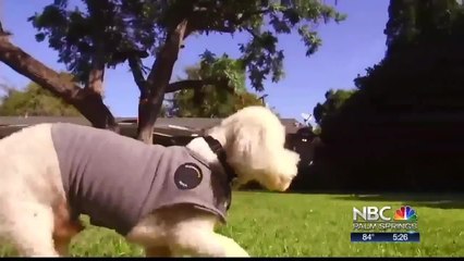 NBCares: Pooch Paramedics