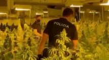 Fabbrica di marijuana nell'Alto Milanese: arrestati imprenditore e suo operaio (11.11.21)