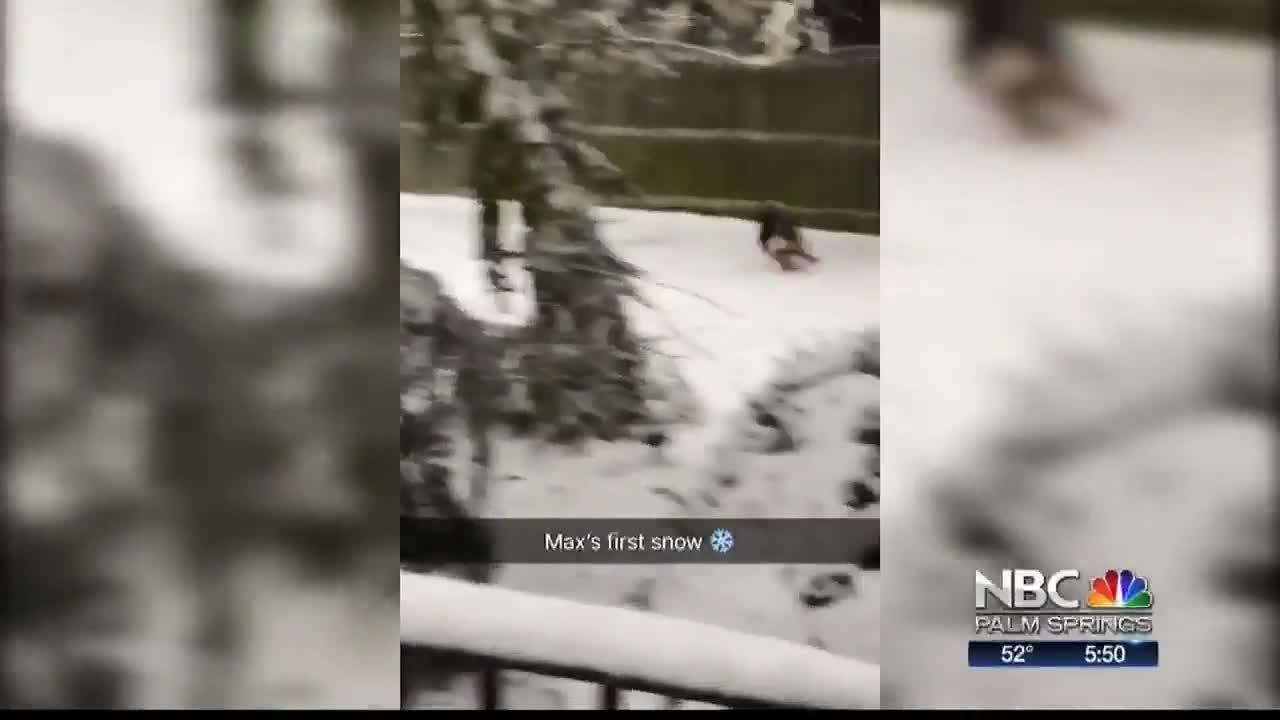 SNOW DOG
