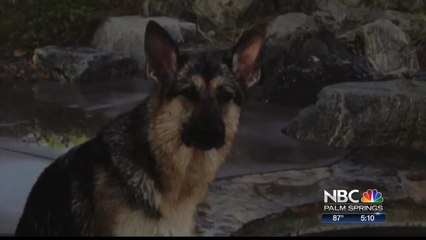Thousand Palms Woman Seeks Justice After Dog is Fatally Shot