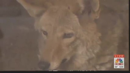 Coyote Breeding Season Spells Trouble For Small Pets