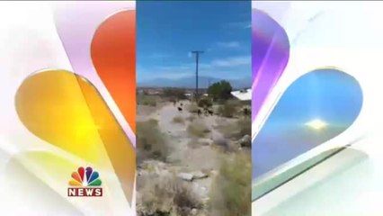 Large Pack Of Stray Dogs Roam Desert Hot Springs Neighborhood