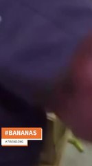 Trending - Floating Cities, Cocaine Bananas, Stanford Sailor - 4-9-19