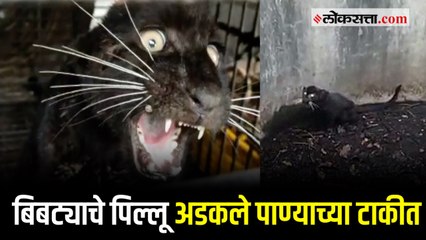 काळ्या बिबट्याचे पिल्लू अडकले पाण्याच्या टाकीत; वनविभागाने केली सुखरूप सुटका