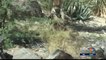 Local Zoo Reacts to Arizona Jaguar Attack