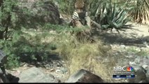 Local Zoo Reacts to Arizona Jaguar Attack