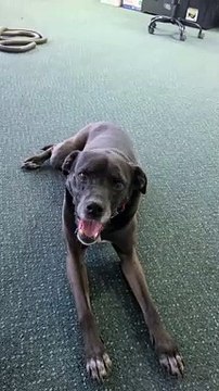 Dog Sneezes On Command