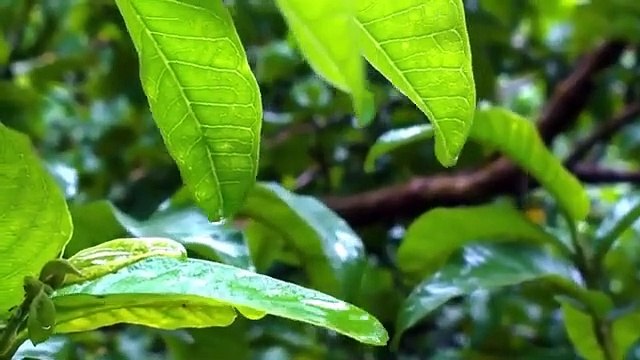 Rain Sounds - Sleep & Relax - rain & ocean sounds sleep, study, focus 15 Minutes white noise