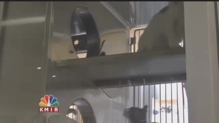 Protect Your Pets From Fireworks