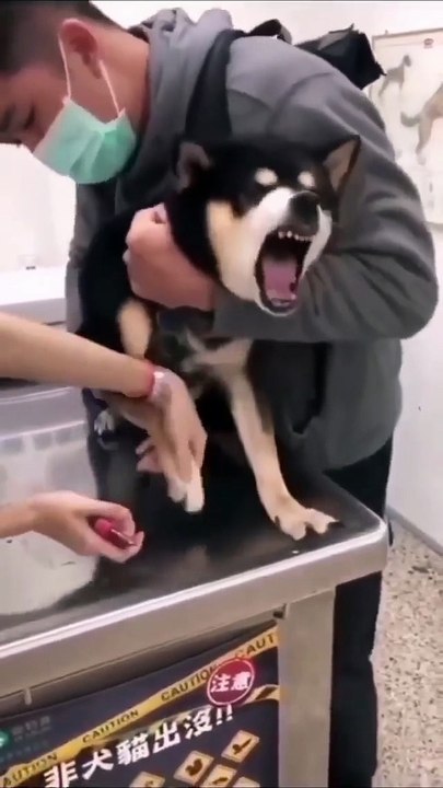 husky And cut nails
