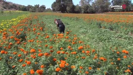 Flores de Cempasúchil no conocen fronteras