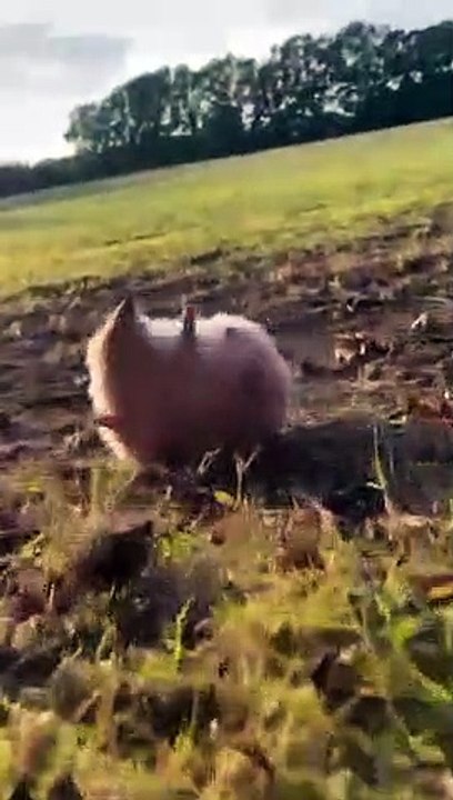 Hedgehog Rolls Down Slope at Sunset