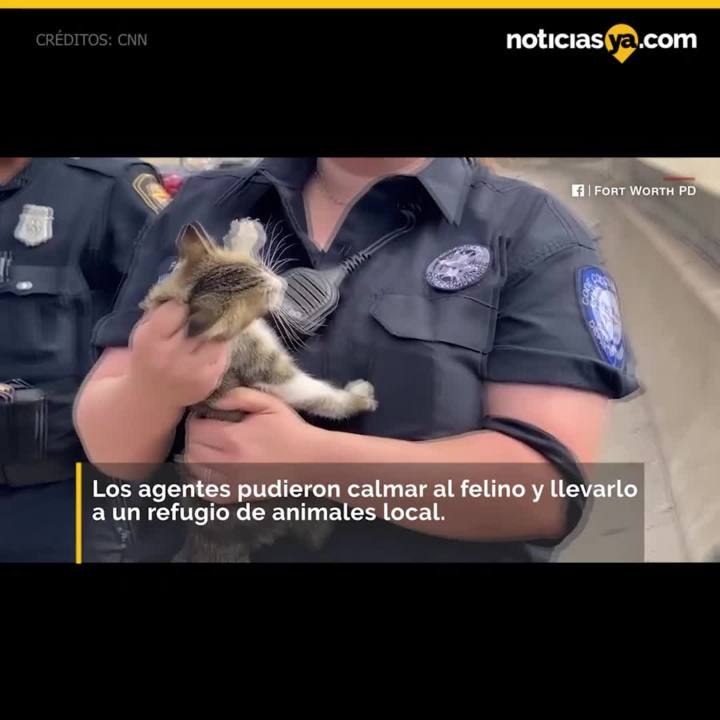 gatito rescatado