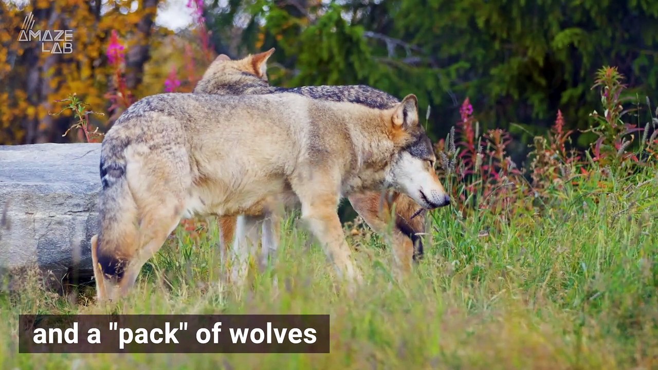 You Won’t Believe Some Of The Most Bizarre Names For Groups Of Animals