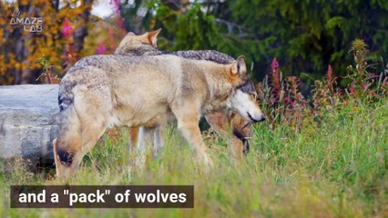 You Won’t Believe Some Of The Most Bizarre Names For Groups Of Animals