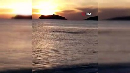 Muğla Sarıgerme sahilinde kıyıya yaklaşan köpek balıkları böyle görüntülendi