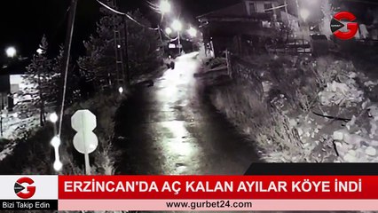 Erzincan’da aç kalan ayılar köye indi