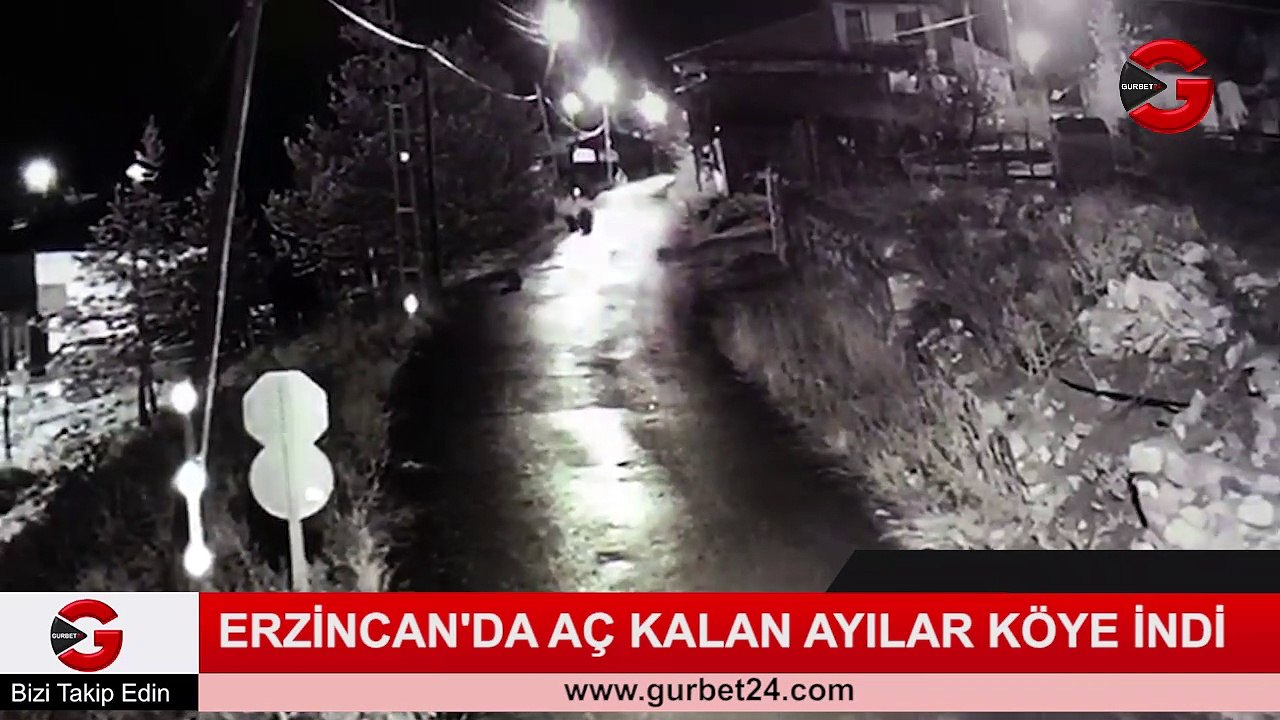 Erzincan’da aç kalan ayılar köye indi