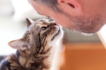 Study Suggests Your Cat Tracks Your Movements
