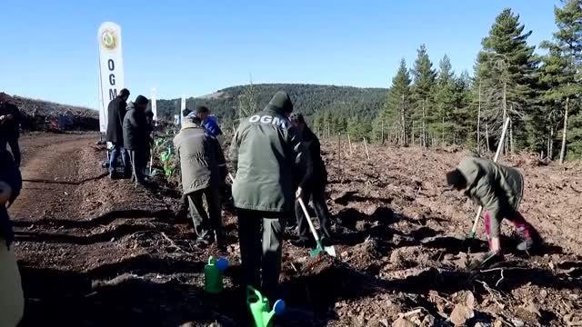 Çubuk'ta fidanlar toprakla buluşturuldu