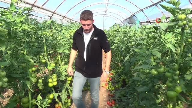 Bakımı yapılınca iki kat fazla meyve veren domates fideleri askı tellerini kırdı