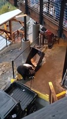 Gutsy Black Bear Takes Off With Trash