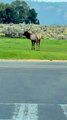 Bull Elk Charges Yellowstone Tourist