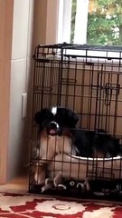 Mini Aussie Isn't a Fan of Crate Training