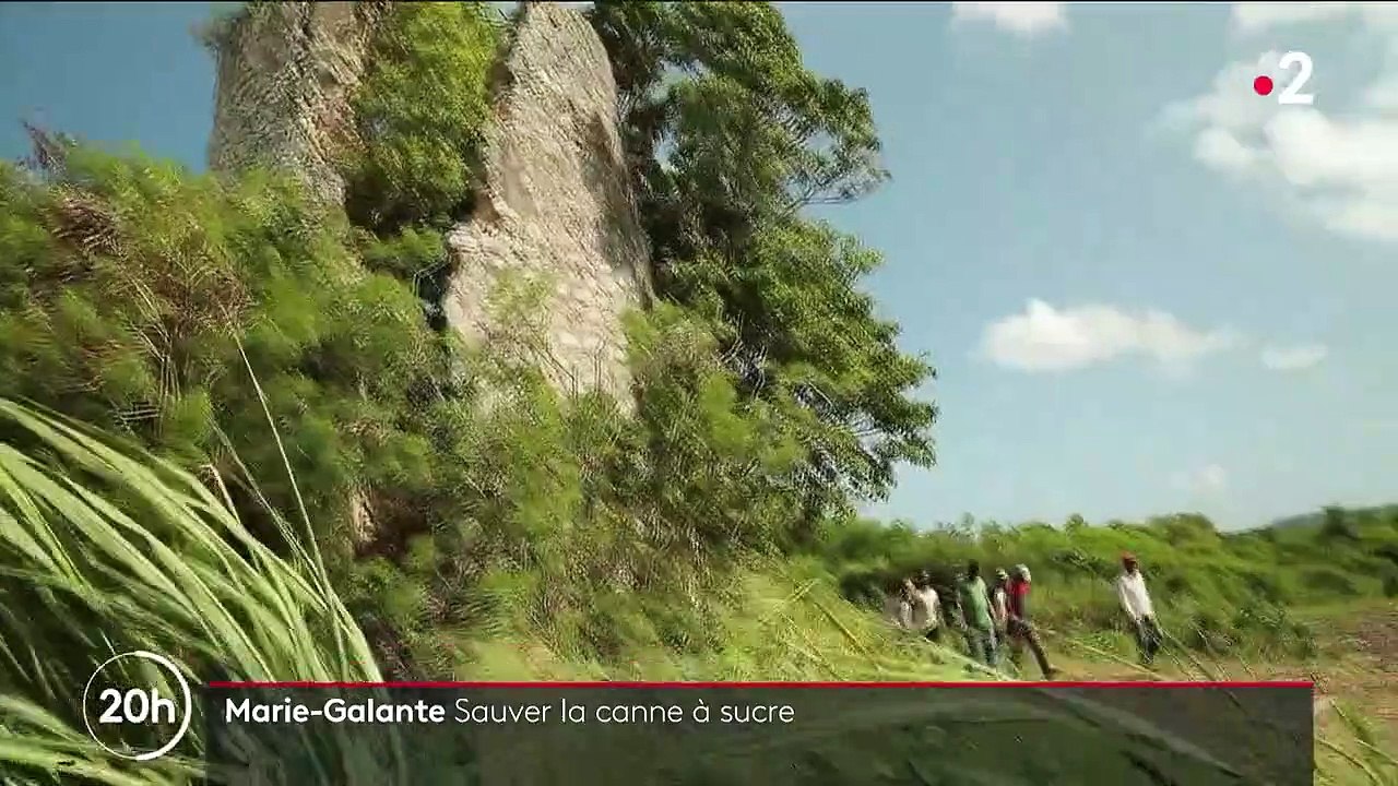 "Si cette usine s'arrêtait, ce serait un drame" : en Guadeloupe, la filière de la canne à sucre menacée par une panne à Marie-Galante