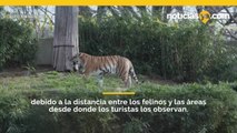 Nueve leones y tigres dan positivo al nuevo coronavirus