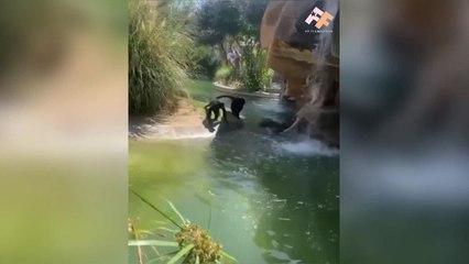 HOT CHEETOS MONKEY (1)