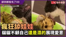 洗完澡瘋狂舔娃娃！貓貓不顧自己身體還是濕的展現濃厚愛意