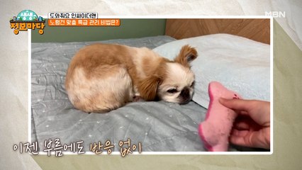 "이젠 다 귀찮아요" 의욕 빵점 쭌이와 속상한 보호자