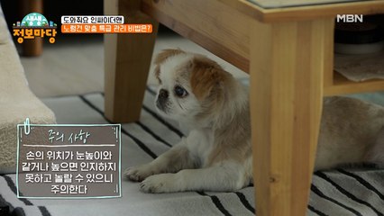 우리 아이 건강하게~ 노령견 맞춤 특급 관리 비법은!?
