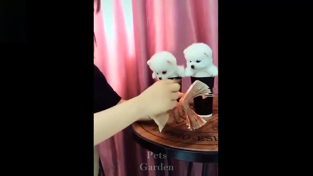 Funniest Pets Don'T Try To Hold Back Laughter