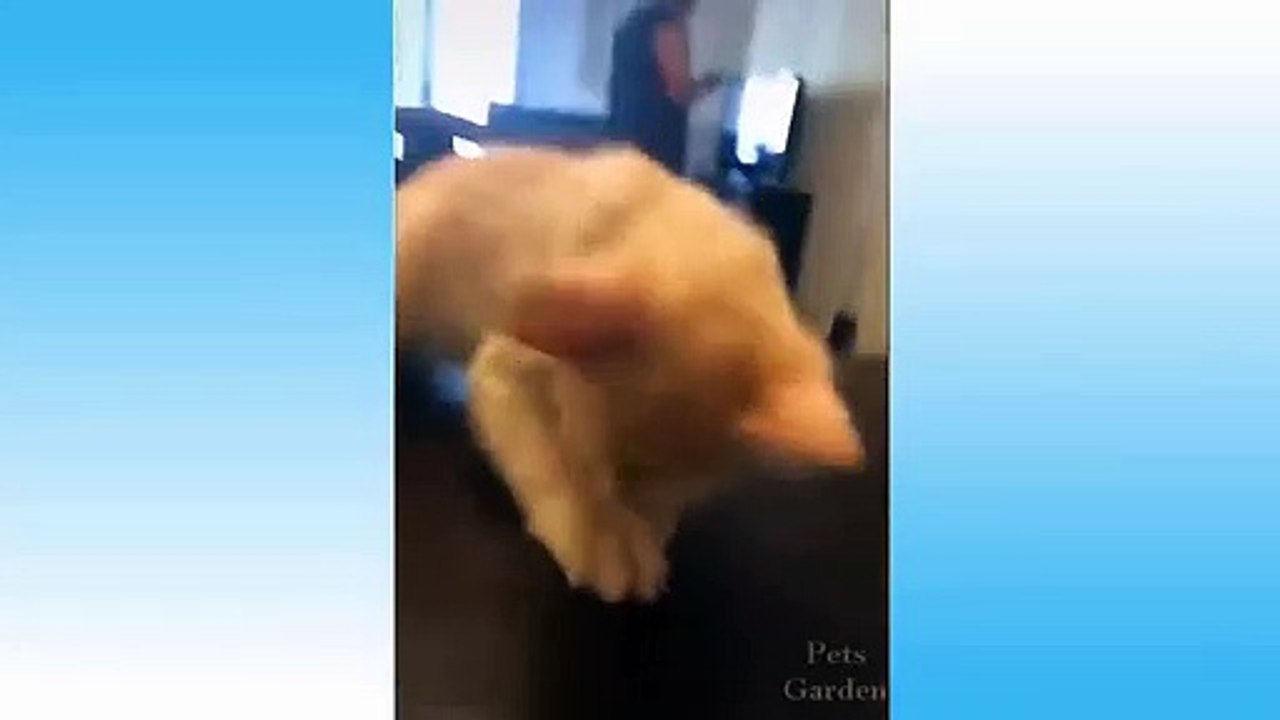 Funniest  Cats and  Dogs - Awesome Funny Pet Animals Life Video