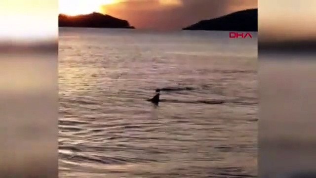 Türkiye'nin tatil cennetinde köpekbalığı istilası!