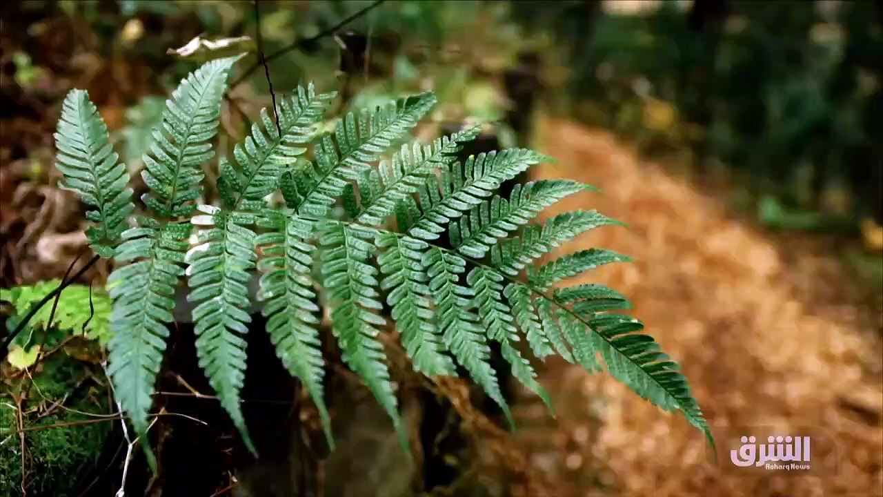 ...الى ارتفاع اسعار الوقود في أميركا ،...