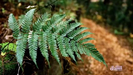 ...الى ارتفاع اسعار الوقود في أميركا ،...