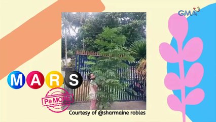 Mars Pa More: Kapitbahay na humingi ng malunggay, buong puno ang tinangay! | Nakita Mo Na Ba ‘Yun Mars