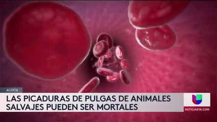 Download Video: Noticias Colorado 5pm 072321