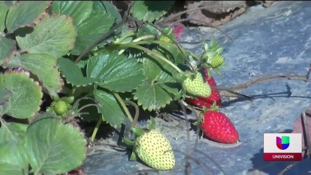 Buenas noticias para inmigrantes pues dieron un paso más hacia la residencia permanente