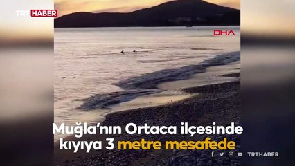 Kıyıya 3 metre mesafede köpek balıkları görüldü