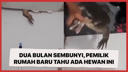 Dua Bulan Sembunyi, Pemilik Rumah Baru Tahu Ada Biawak di Plafon
