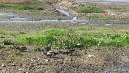 İznik Gölü'ndeki çekilme 200 metreye dayandı
